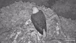 eagle-cam