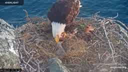 eagle-cam