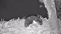 eagle-cam