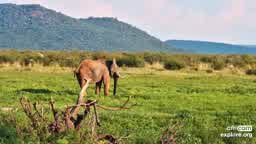 elephant-cam