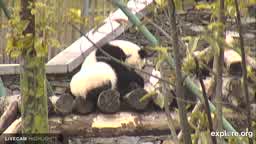 panda-cam