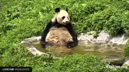 panda-cam