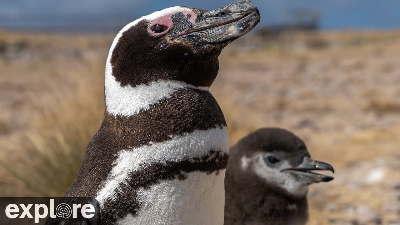 penguin-cam